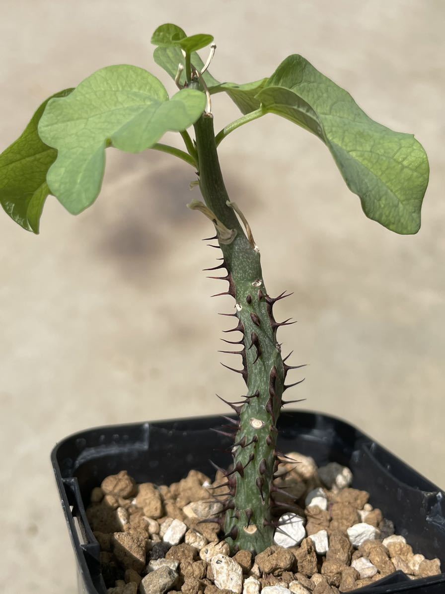 アデニア アクレアータ （Somalia）挿木苗 adenia aculeata 多肉植物