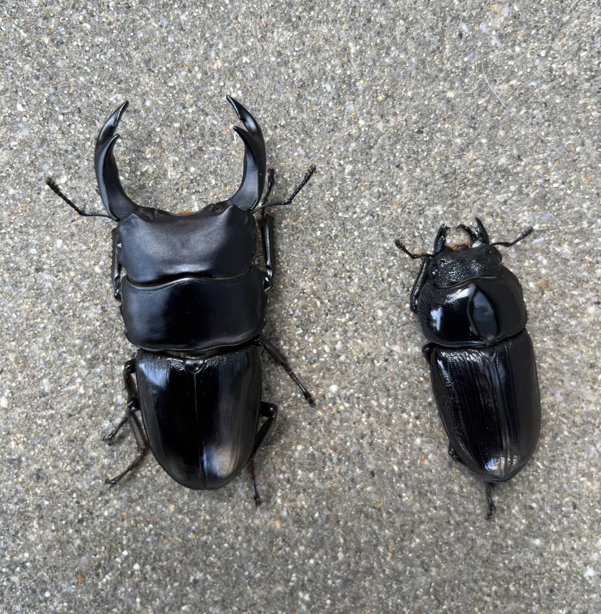 国産オオクワガタ 能勢YG血統 1ペア 新成虫 未使用 未後食(国産  