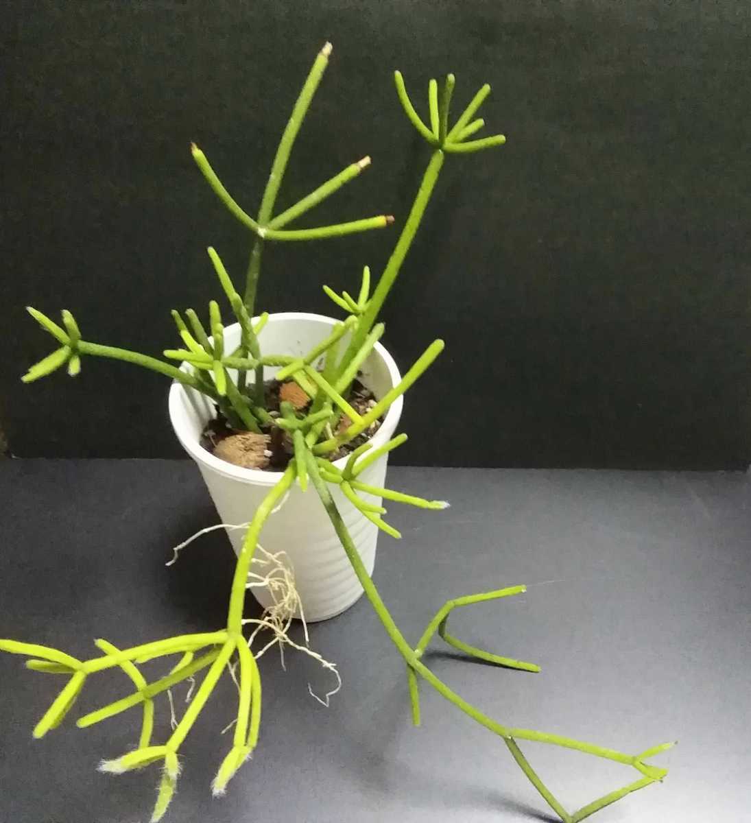 リプサリス ヘテロクラダ ポットごと 第四種290円発送可能 その他 売買されたオークション情報 Yahooの商品情報をアーカイブ公開 オークファン Aucfan Com