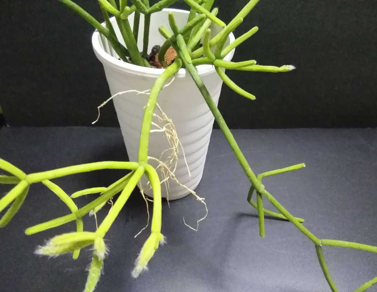 リプサリス ヘテロクラダ ポットごと 第四種290円発送可能 その他 売買されたオークション情報 Yahooの商品情報をアーカイブ公開 オークファン Aucfan Com