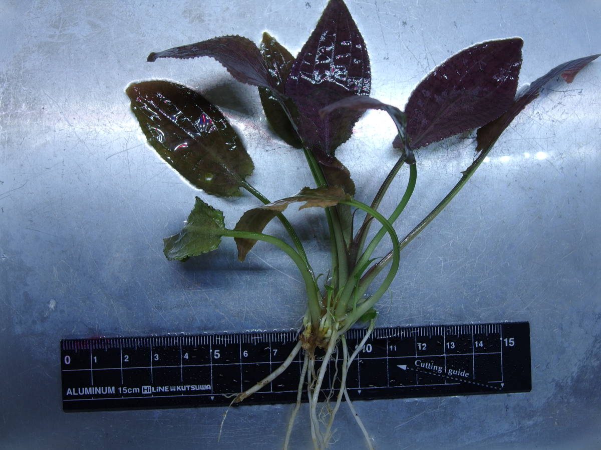 Bucephalandra | Aquatic sp. - Aquatics – Plants Culture Neo Air