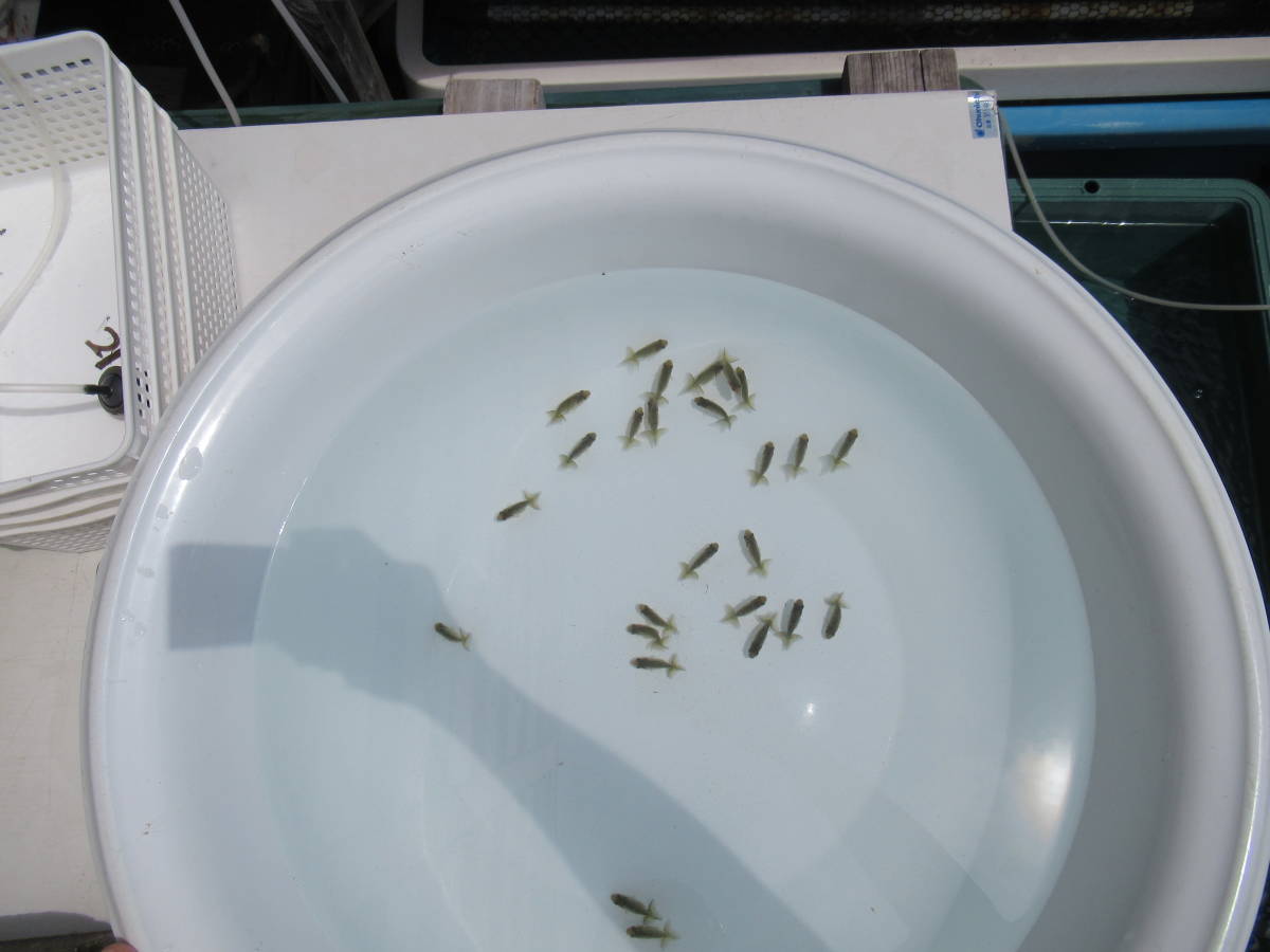 大得価，格安 天明らんちゅう 厳選本命魚 特選魚 太い黒子 尾形のいい 特上 洗面器全部 あ21(らんちゅう)｜売買されたオークション情報、yahooの商品情報をアーカイブ公開 - オークファン らんちゅう