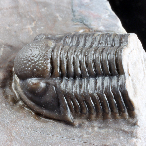 Acanthopyge sp. 三葉虫 Jorf産 n. Yahoo!オークション - 化石 新品