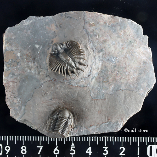 Acanthopyge sp. 三葉虫 Jorf産 n. Yahoo!オークション - 化石 新品