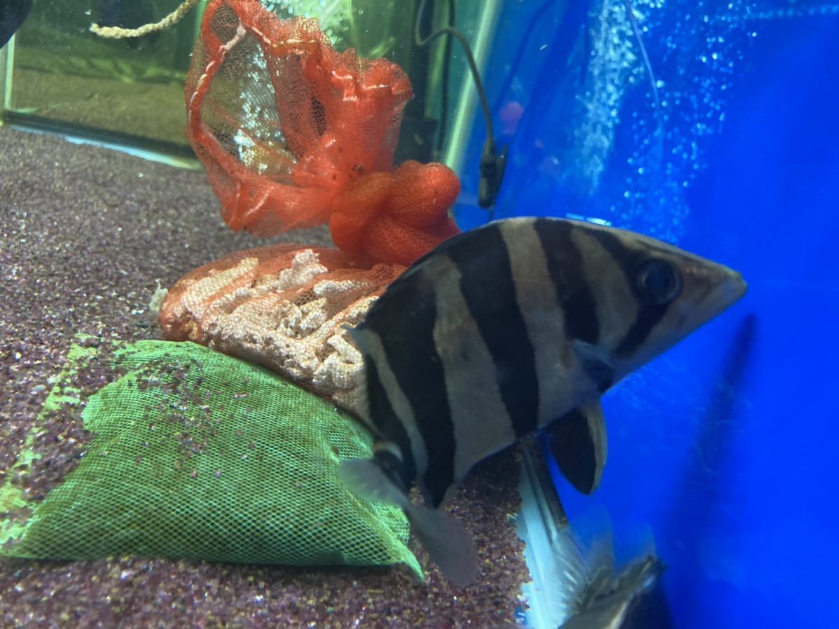 ダトニオ片側リアルバンド