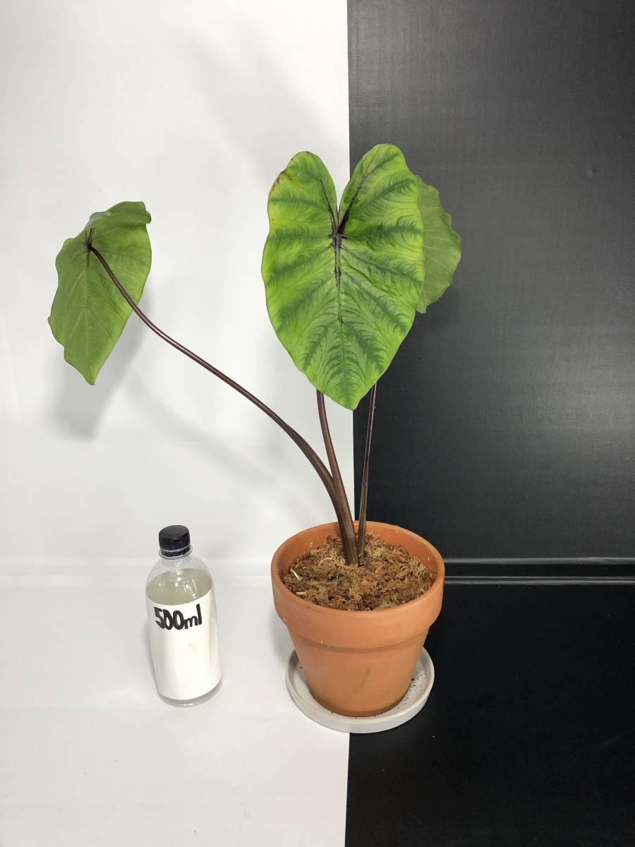 Colocasia pharaoh's コロカシア - : mask maskコロカシア ファラオ
