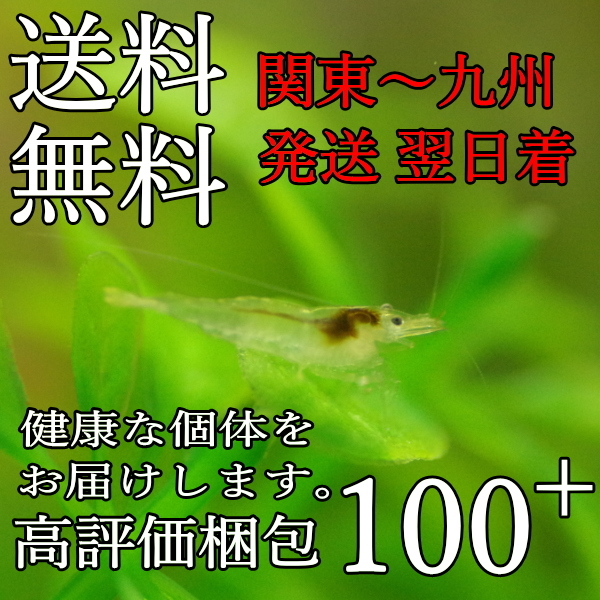 ミナミヌマエビ 100匹 死着補償有り メダカ 熱帯魚 水草 コケ取り ヒメタニシ ヤマトヌマエビ ヌマエビ 売買されたオークション情報 Yahooの商品情報をアーカイブ公開 オークファン Aucfan Com