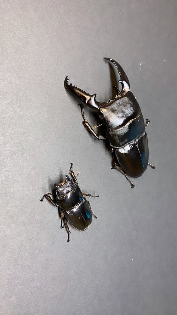 パラワンオオヒラタ♂102m ♀47m 新成虫ペア