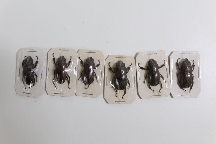 中古◇昆虫標本 海外 まとめ クワガタムシ コツヤクワガタ chalcodes