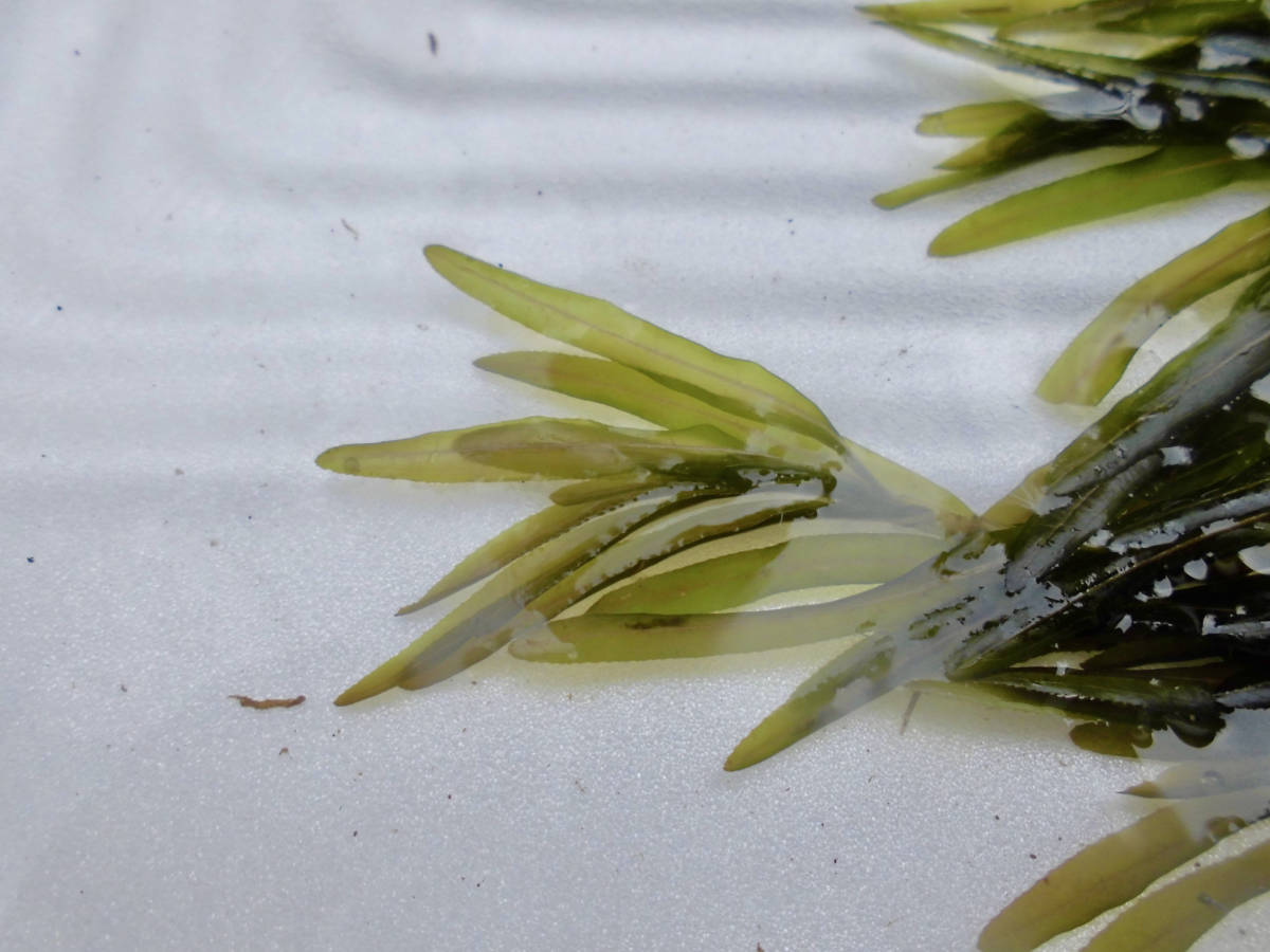 正式的 ビオトープ用水草8種 第4種郵便 Www Anavara Com