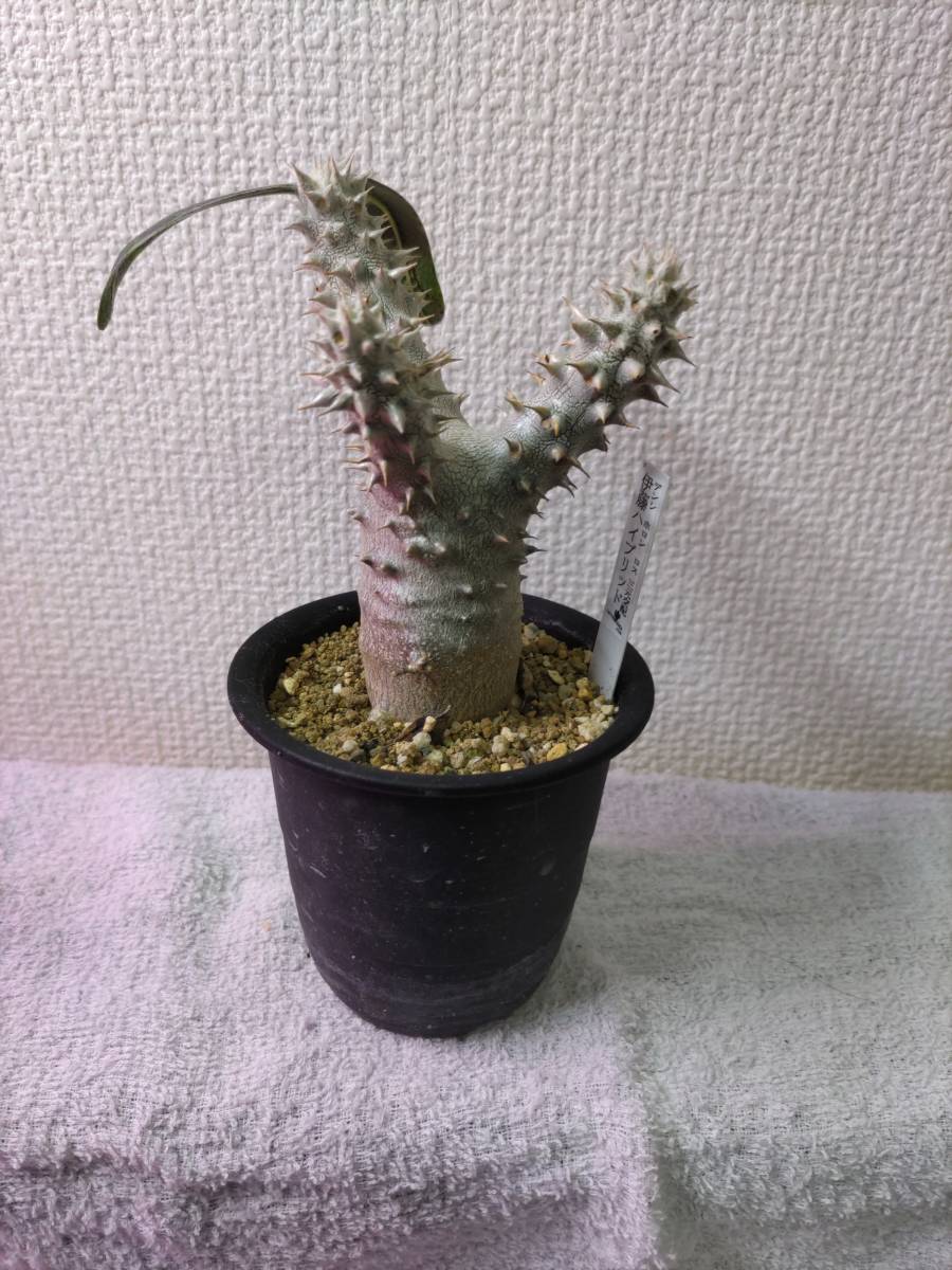 Pachypodium パキポディウム 伊藤ハイブリッド 【公式通販】