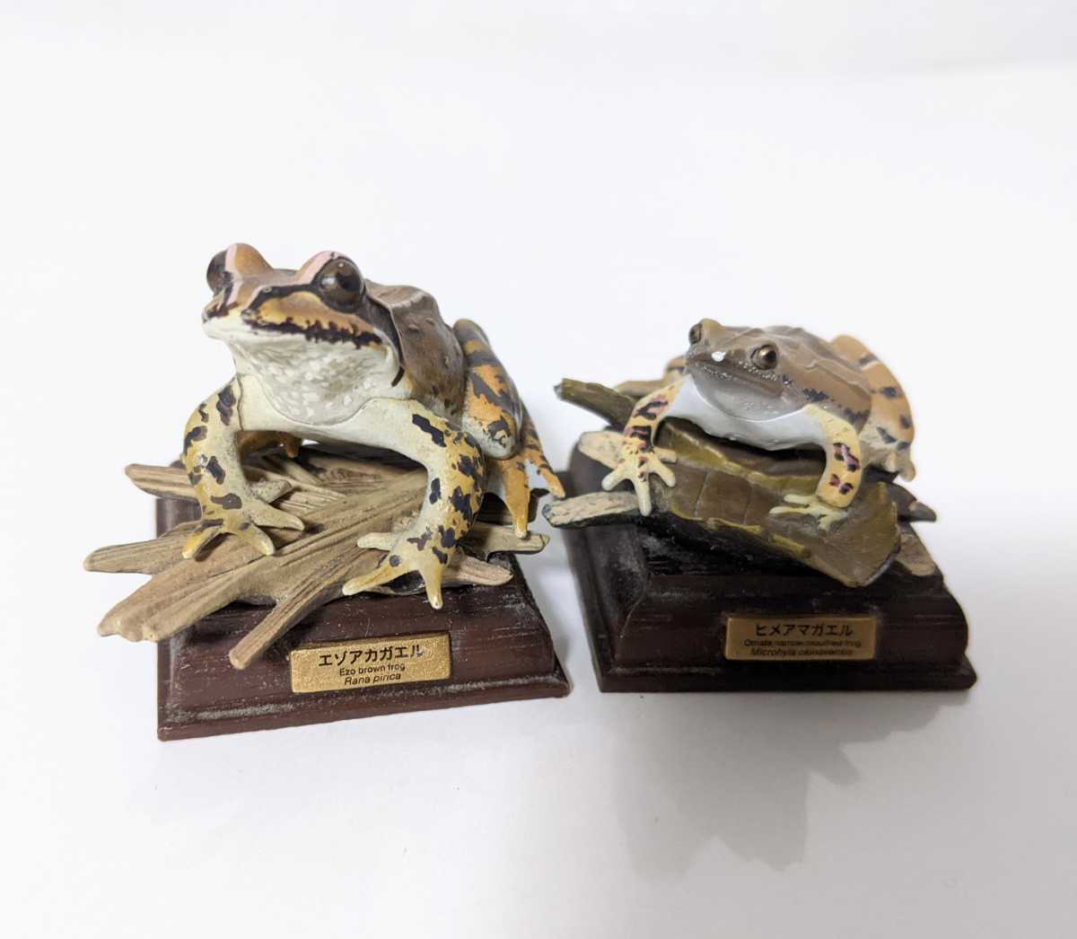 ネイチャーテクニカラー 奇譚クラブ 日本のカエル ヒメアマガエル エゾアカガエル 生き物 売買されたオークション情報 Yahooの商品情報をアーカイブ公開 オークファン Aucfan Com