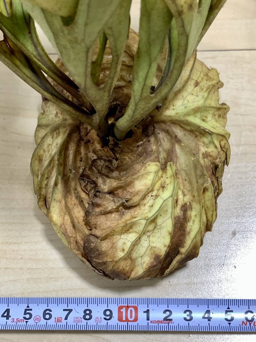 36 Platycerium ridleyi [4/15輸入・現地株・未順化・抜き苗・中部カリマンタン産・プラティケリウム]