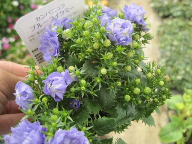 カンパニュラ苗 ブルーライクミー もりもり咲く花を楽しめる 3号ポット苗 その他 売買されたオークション情報 Yahooの商品情報をアーカイブ公開 オークファン Aucfan Com