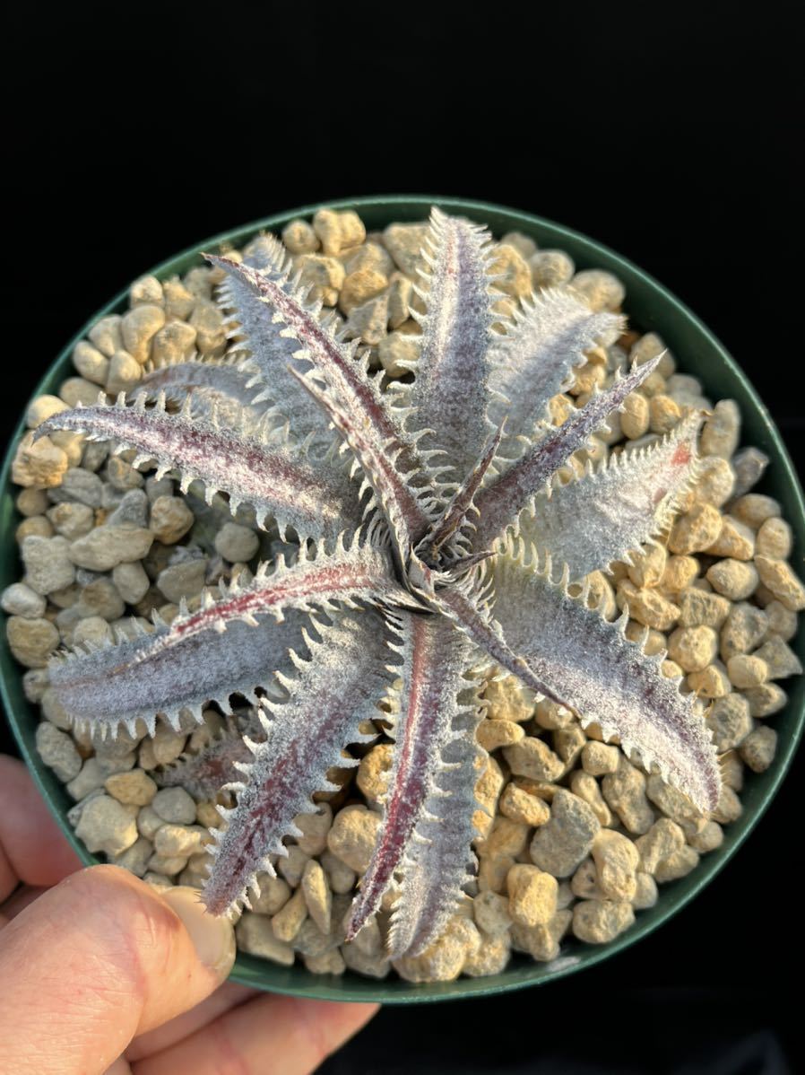 Dyckia ディッキア ワレン Bill Warren Baker hybrid 公式通販 Baker's