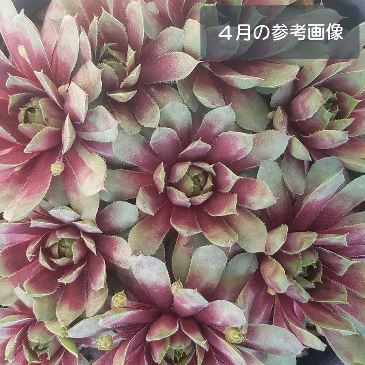 ☆マリーン*センペルビウム*多肉植物☆カット苗(サボテン)｜売買された 