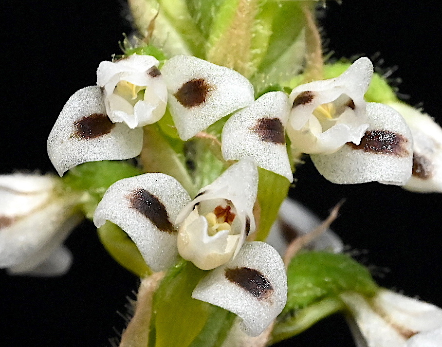 洋蘭原種 632 花が綺麗 南米のジュエルオーキッド Aspidogyne Argentea アスピドジネ アージェンティア ラン 売買されたオークション情報 Yahooの商品情報をアーカイブ公開 オークファン Aucfan Com