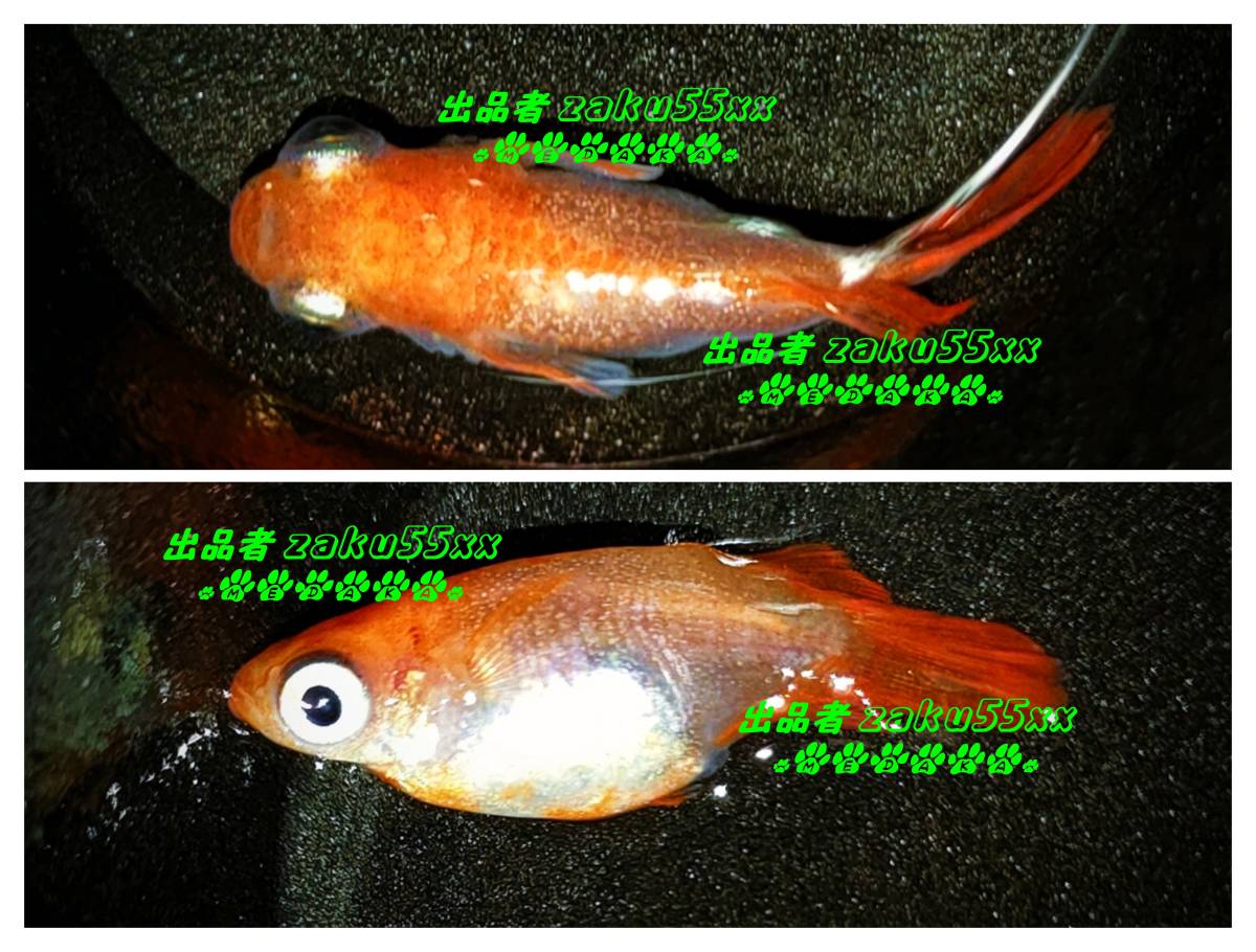 ミックス メダカ が生んだ 卵 １００個 A 合計 約110個程 紅白 魔王 オロチ 赫 雲州三色 ダルマ カブキ その他の血統 めだか Mix めだか 売買されたオークション情報 Yahooの商品情報をアーカイブ公開 オークファン Aucfan Com