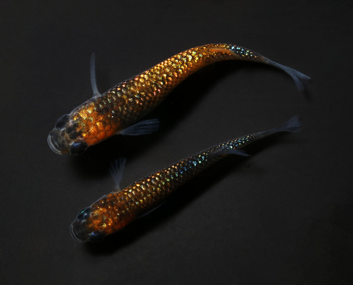 星夜 １ペア めだか メダカ 日本改良めだか研究所 めだか 売買されたオークション情報 Yahooの商品情報をアーカイブ公開 オークファン Aucfan Com