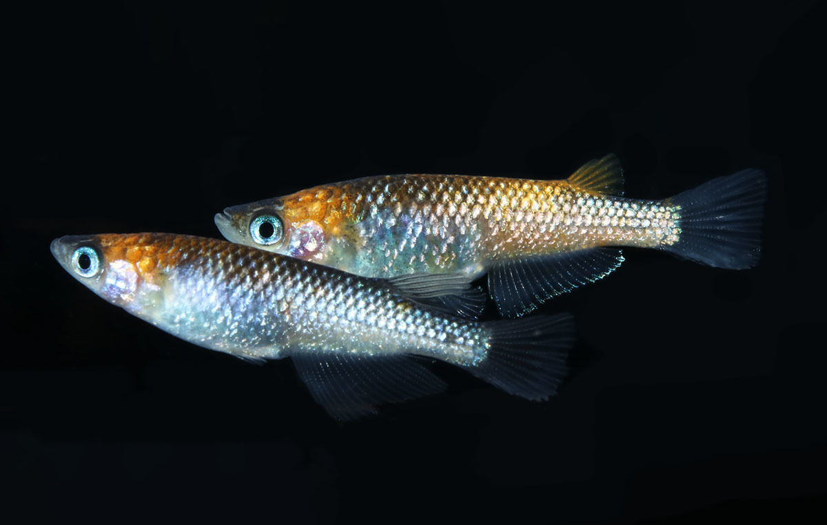 星夜 １ペア めだか メダカ 日本改良めだか研究所 めだか 売買されたオークション情報 Yahooの商品情報をアーカイブ公開 オークファン Aucfan Com