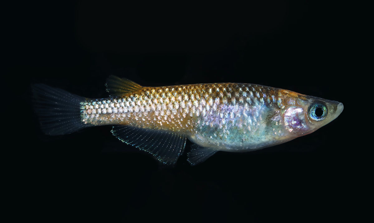 星夜 １ペア めだか メダカ 日本改良めだか研究所 めだか 売買されたオークション情報 Yahooの商品情報をアーカイブ公開 オークファン Aucfan Com