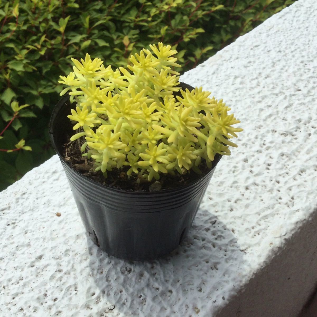 多肉植物 セダム ミモザ抜き苗 グランドカバーや雑草対策 寄植えなどに その他 売買されたオークション情報 Yahooの商品情報をアーカイブ公開 オークファン Aucfan Com