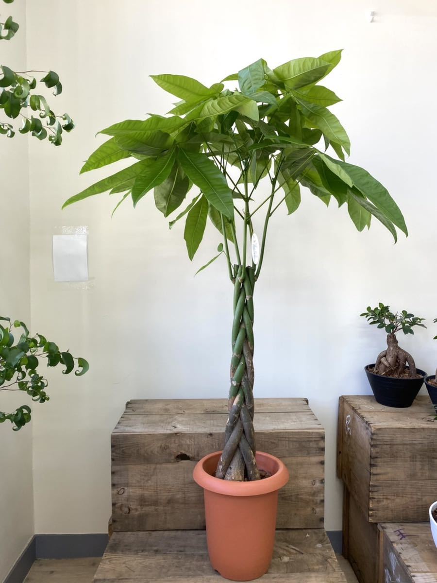 パキラ 三つ編み 高さ約1 8寸 パキラ 売買されたオークション情報 Yahooの商品情報をアーカイブ公開 オークファン Aucfan Com