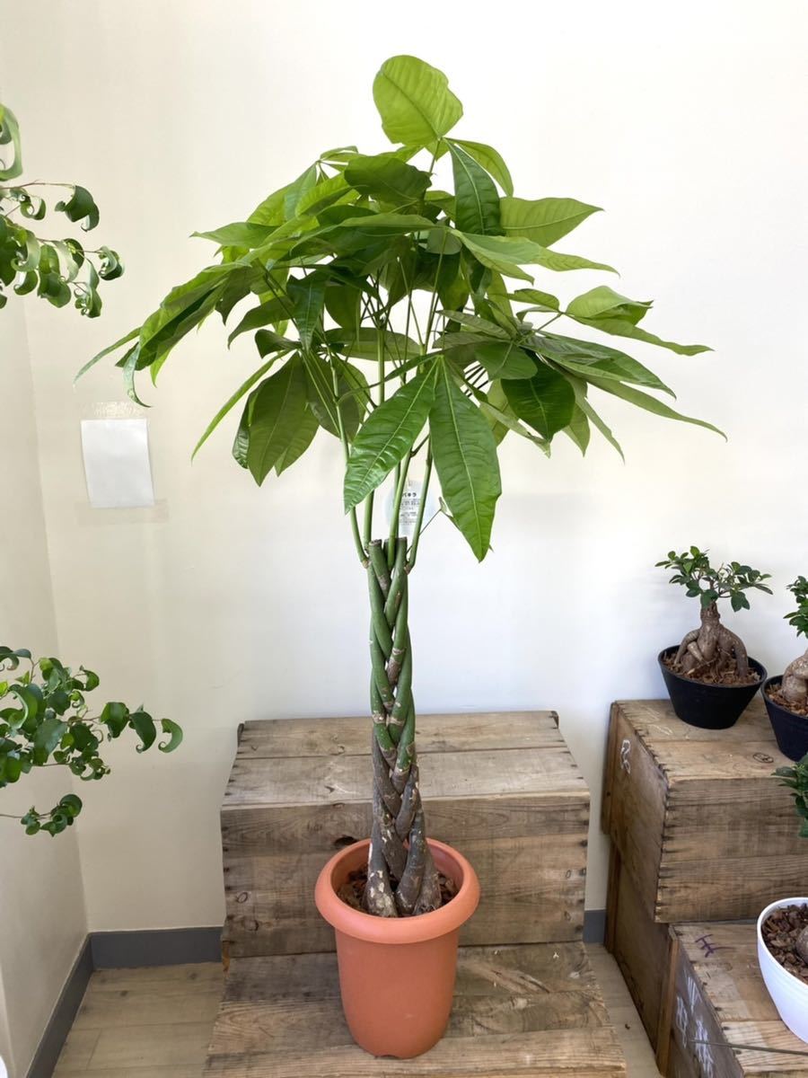 パキラ 三つ編み 高さ約120㎝ 8寸(パキラ)｜売買されたオークション 