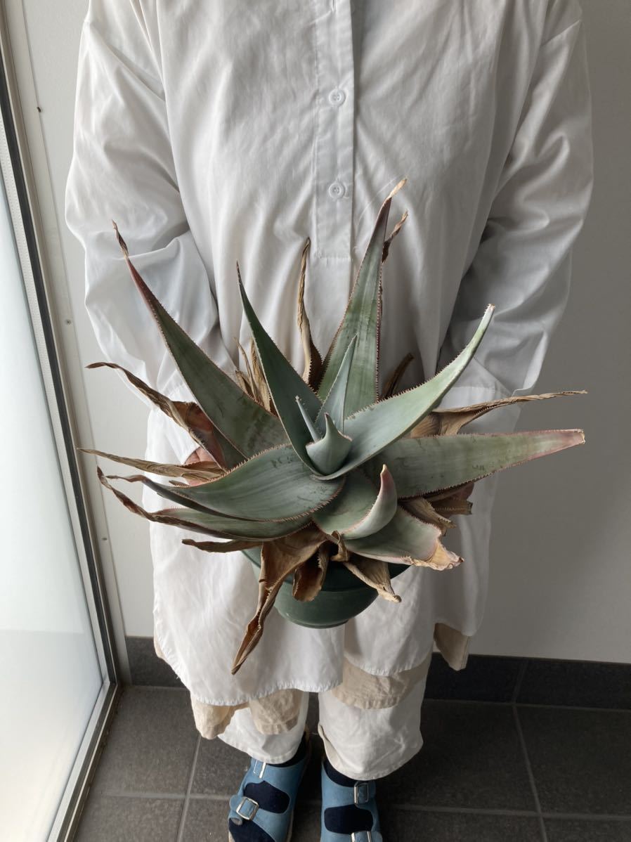 希少 アロエ ラエータ (多肉植物 コーデックス アガベ 観葉植物 塊根