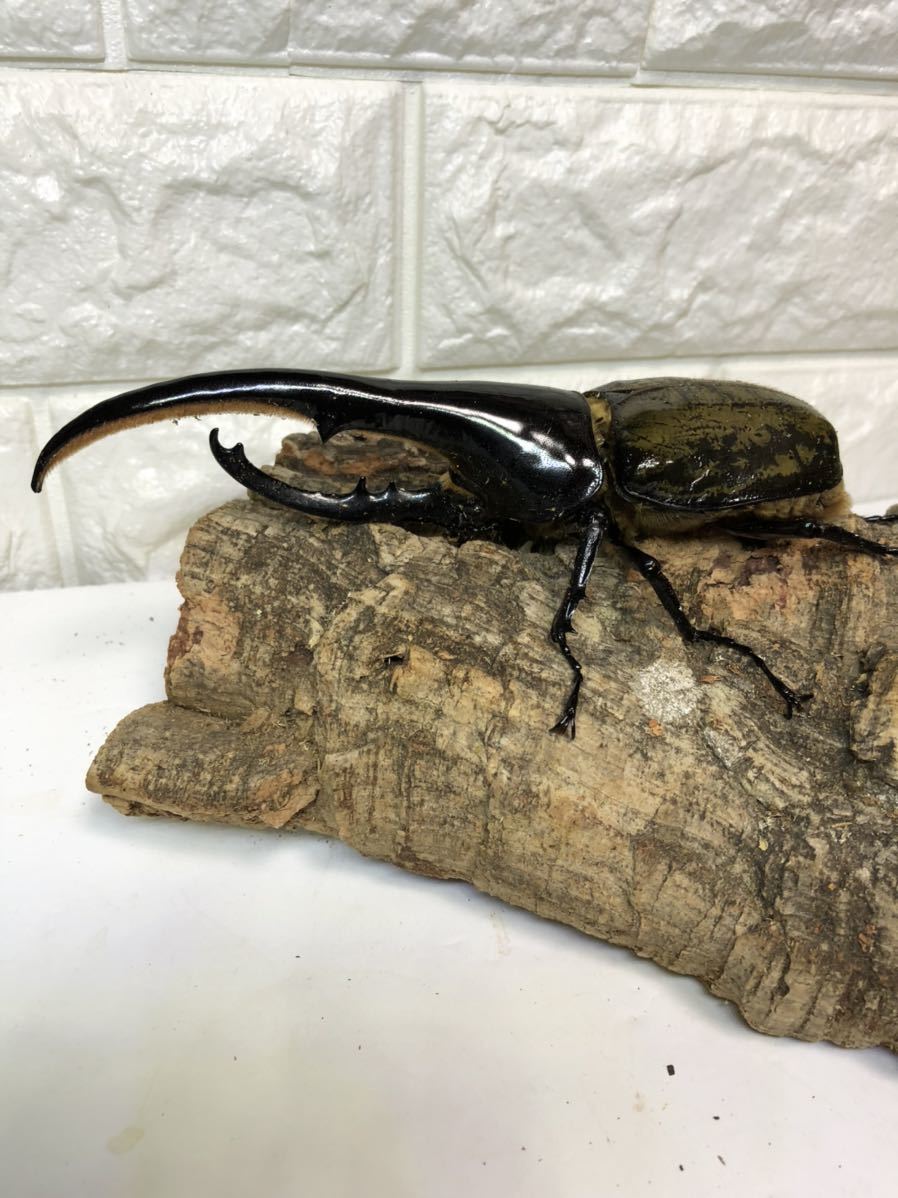 DHヘラクレスオオカブト オス単品 158㎜ U71×アンビタル零.零DM-0FRU  