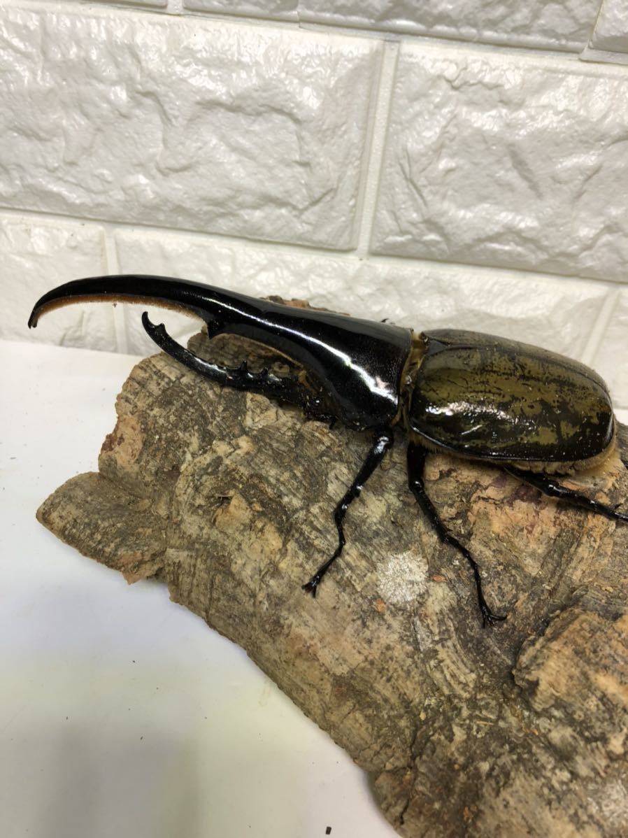 ヘラクレスオオカブト♂単品ラスト一匹