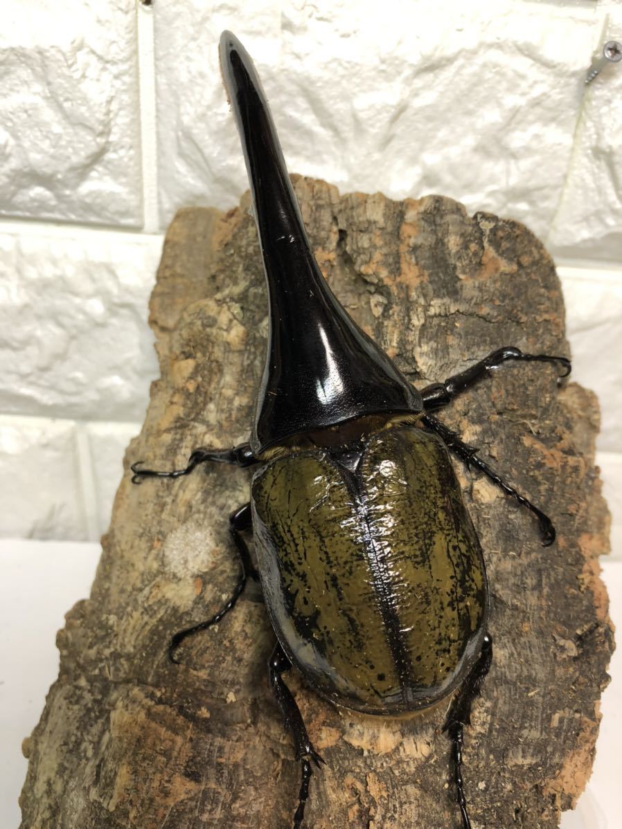 ヘラクレスオオカブト♂単品ラスト一匹