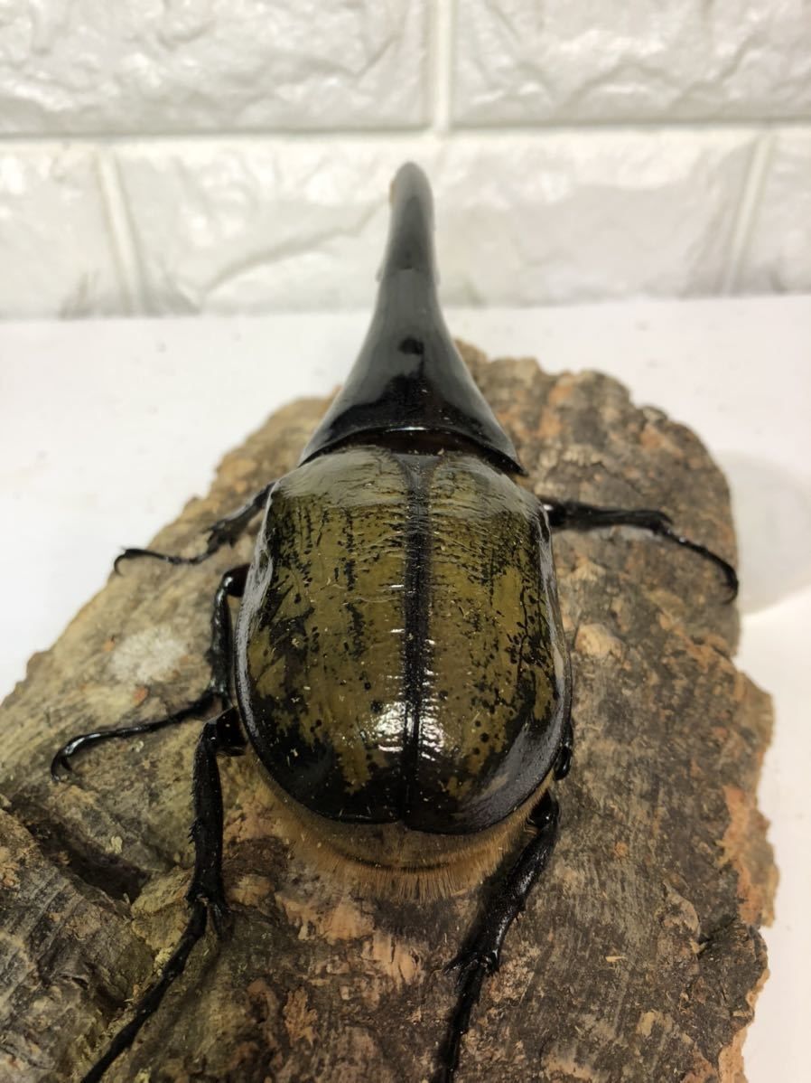 DHヘラクレスオオカブト オス単品 158㎜ U71×アンビタル零.零DM-0FRU  
