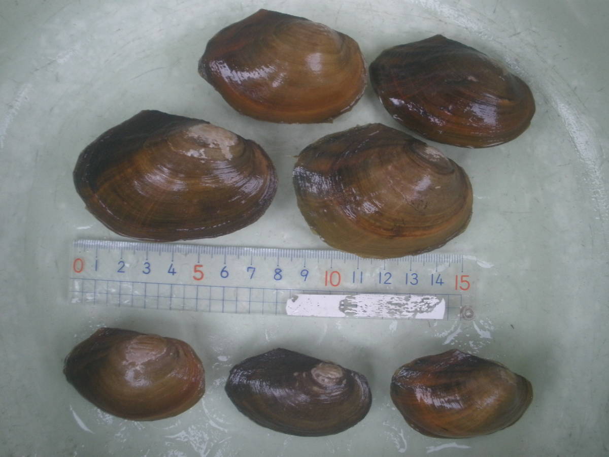 採れたて新鮮 ドブガイ どぶ 貝 二枚貝 小さめ 中型5個 各種 タナゴ タビラ 繁殖用 川真珠貝 は特定第二種に指定販売譲渡禁止 その他 売買されたオークション情報 Yahooの商品情報をアーカイブ公開 オークファン Aucfan Com
