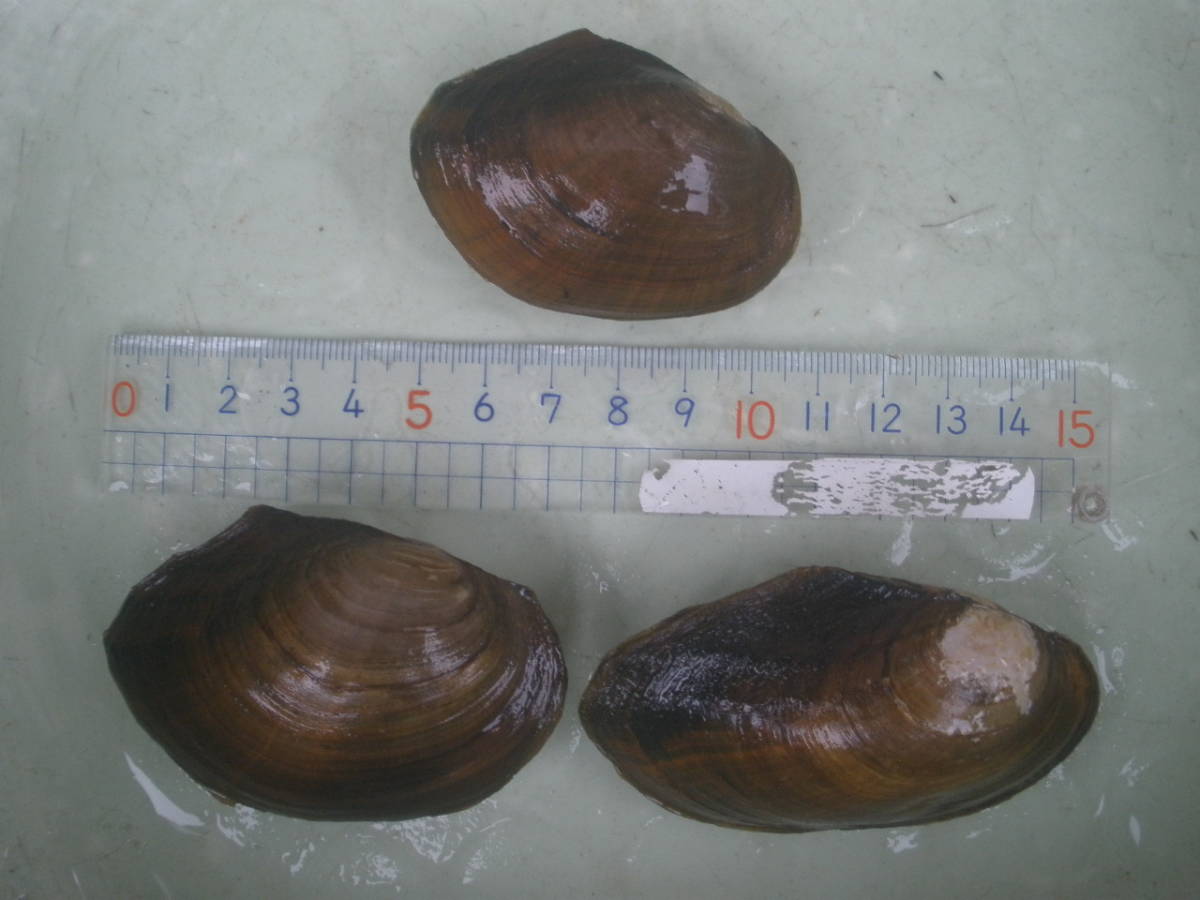 採れたて新鮮 ドブガイ どぶ 貝 二枚貝 小さめ 中型5個 各種 タナゴ タビラ 繁殖用 川真珠貝 は特定第二種に指定販売譲渡禁止 その他 売買されたオークション情報 Yahooの商品情報をアーカイブ公開 オークファン Aucfan Com