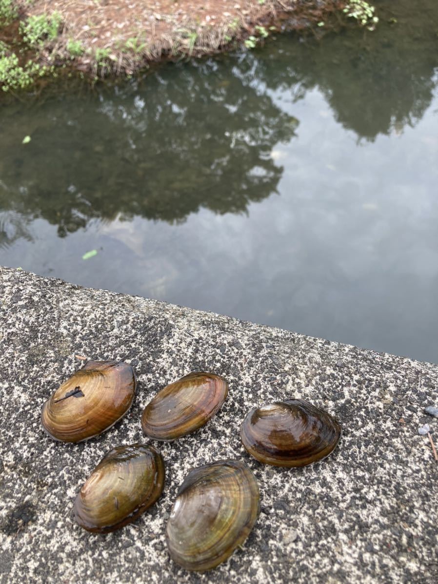 採れたて新鮮 ドブガイ どぶ 貝 二枚貝 小さめ 中型5個 各種 タナゴ タビラ 繁殖用 川真珠貝 は特定第二種に指定販売譲渡禁止 その他 売買されたオークション情報 Yahooの商品情報をアーカイブ公開 オークファン Aucfan Com