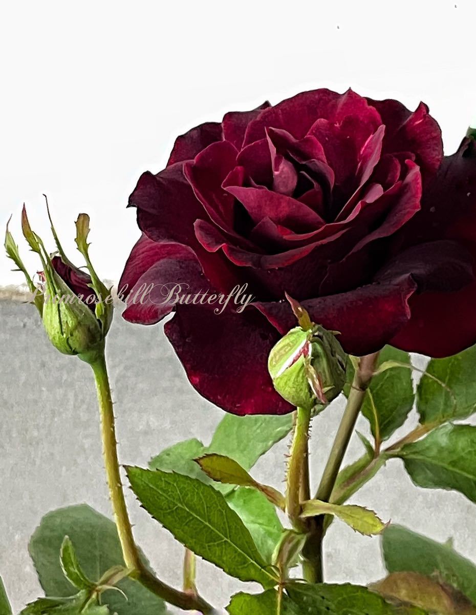 Rose Collection の黒薔薇 黒真珠 Black Pearl 四季咲き バラ 売買されたオークション情報 Yahooの商品情報をアーカイブ公開 オークファン Aucfan Com