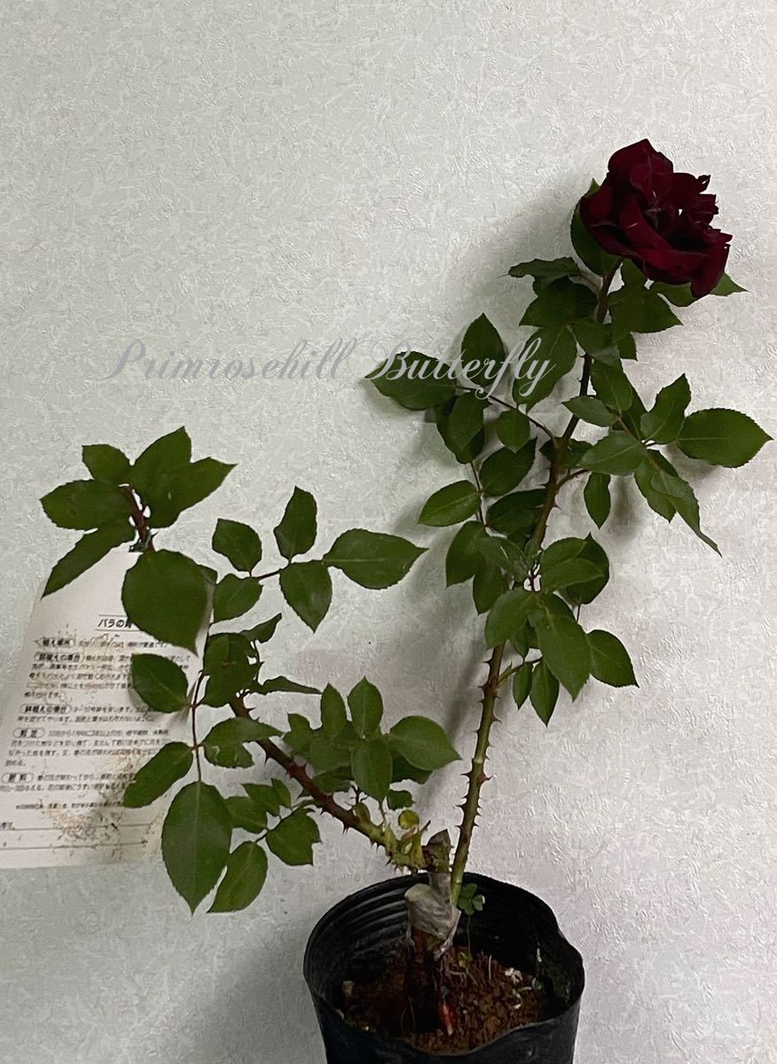 Rose Collection の黒薔薇 黒真珠 Black Pearl 四季咲き バラ 売買されたオークション情報 Yahooの商品情報をアーカイブ公開 オークファン Aucfan Com