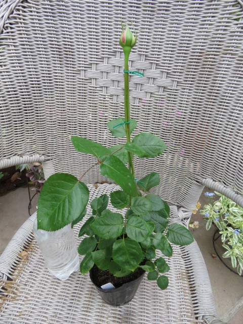 超 切り花種 流通なく入手難 大輪香りのバラ ネオシセロ挿し木２年大きめ苗蕾付き バラ 売買されたオークション情報 Yahooの商品情報をアーカイブ公開 オークファン Aucfan Com