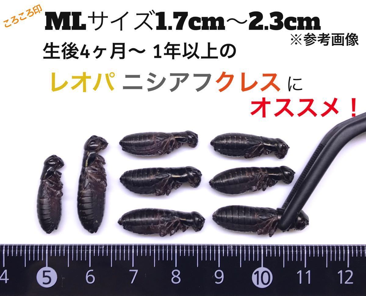 新作，格安 冷凍クロコML4000匹2kg 冷凍コオロギ(エサ)｜売買されたオークション情報、yahooの商品情報をアーカイブ公開 - オークファン エサ