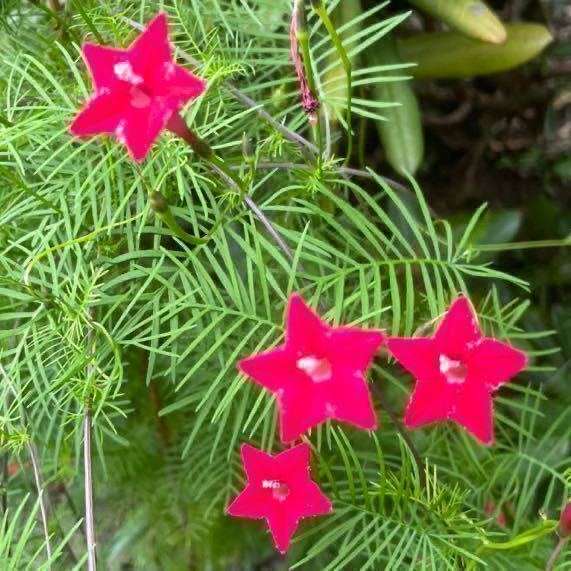 星型 ルコウソウの種 赤 蔓性 朝顔 縷紅草 星形 種 売買されたオークション情報 Yahooの商品情報をアーカイブ公開 オークファン Aucfan Com 星型 ルコウソウの種 赤 蔓性 朝顔 縷紅草 星形 種 売買されたオークション情報 Yahooの商品情報をアーカイブ公開 オークファン Aucfan Com