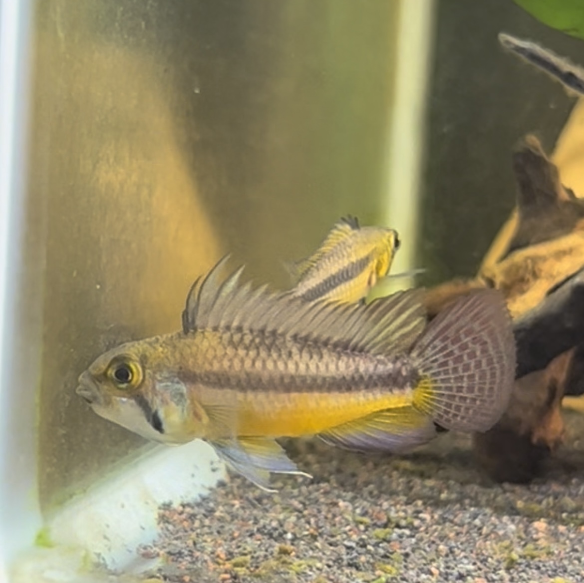 アピストグラマ カカトゥオイデス F1稚魚5匹 2 淡水魚 売買されたオークション情報 Yahooの商品情報をアーカイブ公開 オークファン Aucfan Com