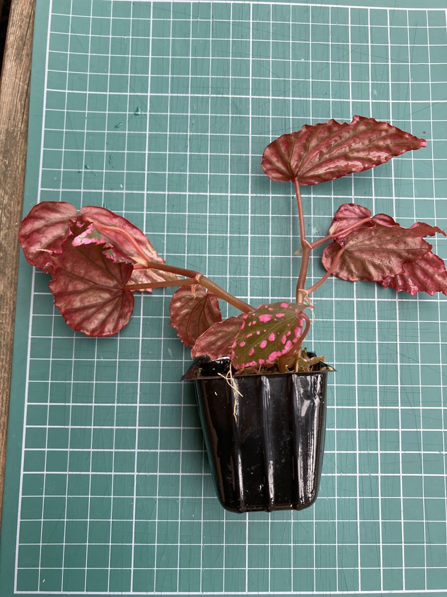 ベゴニア ネグロセンシス Begonia Negrosensis ピンクドット 原種 熱帯植物 第4種郵便発送 観葉植物 売買されたオークション情報 Yahooの商品情報をアーカイブ公開 オークファン Aucfan Com ベゴニア ネグロセンシス Begonia Negrosensis ピンクドット 原種 熱帯植物 第4種郵便発送 観葉植物 売買されたオークション情報 Yahooの商品情報をアーカイブ公開 オークファン Aucfan Com