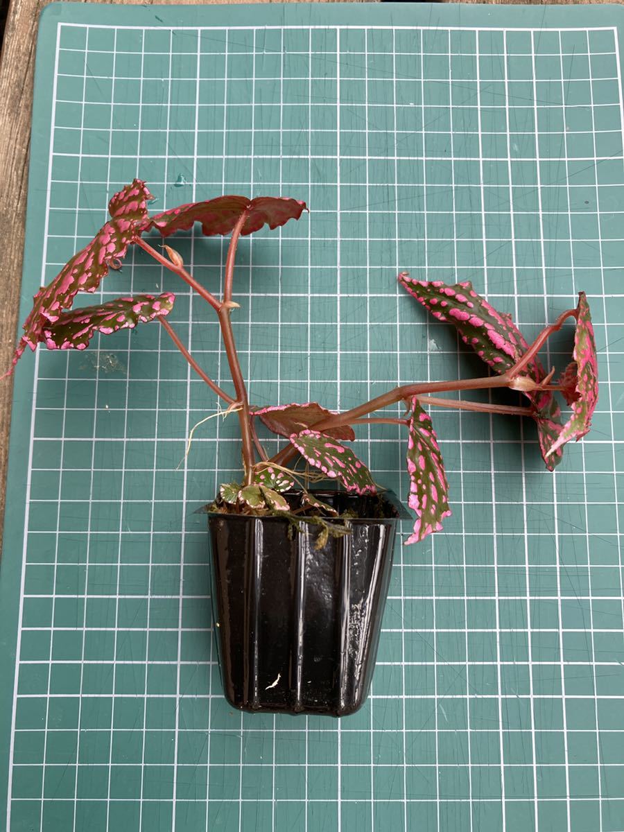 ベゴニア ネグロセンシス Begonia Negrosensis ピンクドット 原種 熱帯植物 第4種郵便発送 観葉植物 売買されたオークション情報 Yahooの商品情報をアーカイブ公開 オークファン Aucfan Com ベゴニア ネグロセンシス Begonia Negrosensis ピンクドット 原種 熱帯植物 第4種郵便発送 観葉植物 売買されたオークション情報 Yahooの商品情報をアーカイブ公開 オークファン Aucfan Com
