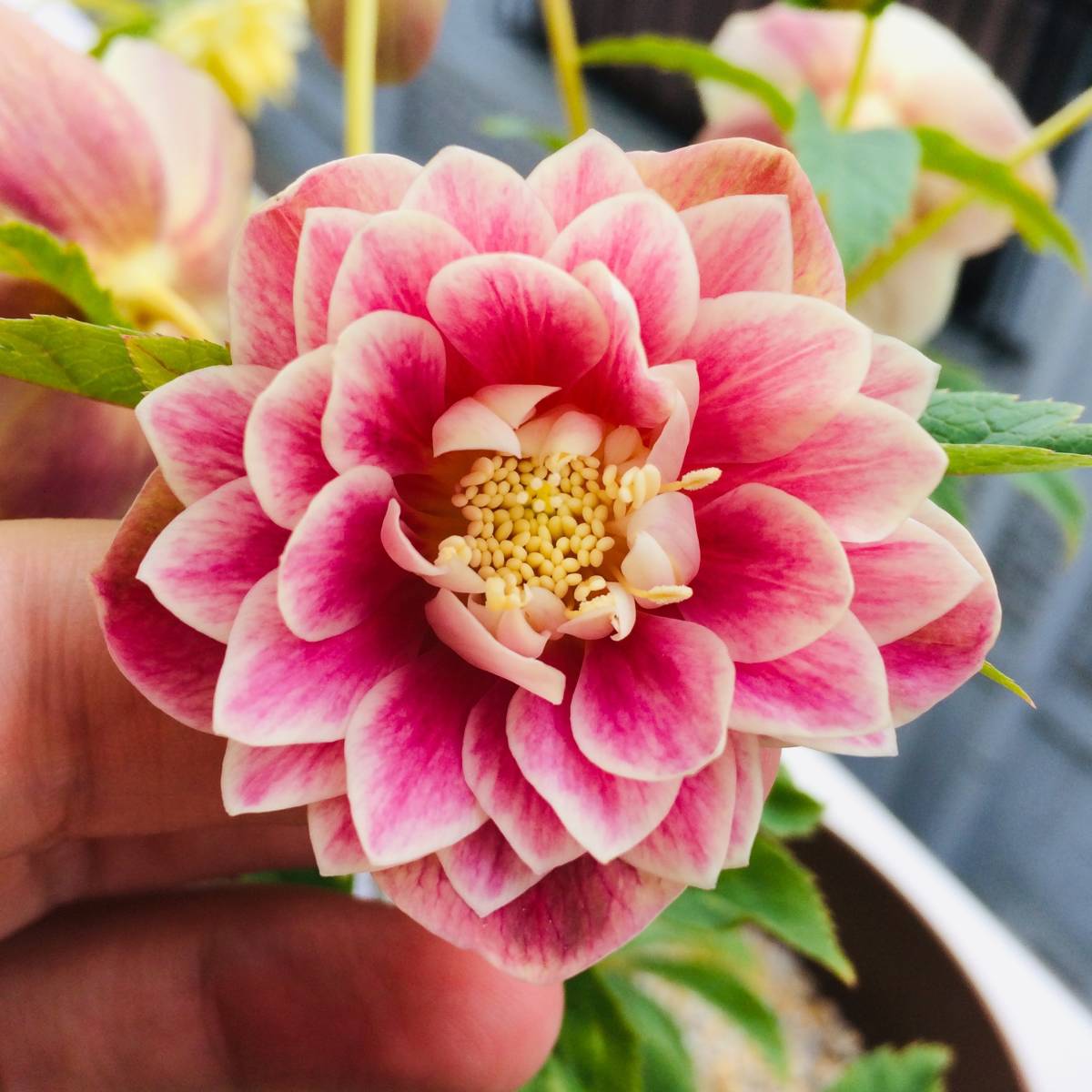 ピンクグラデーションオーレアdd☆クリスマスローズ開花株☆レッド