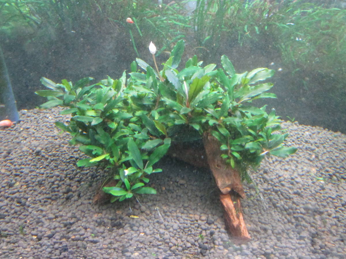 ブセファランドラ 水の草》ブセファランドラspクアラクアヤンtype１ 《水の草 ☆大吉草☆ブセファランドラspシンタンカユラピス sp スケルトンキング 水草 10株 TypeＢ obtusatum 水草屋～極～Blechnum CLOUD 1株 | francii d