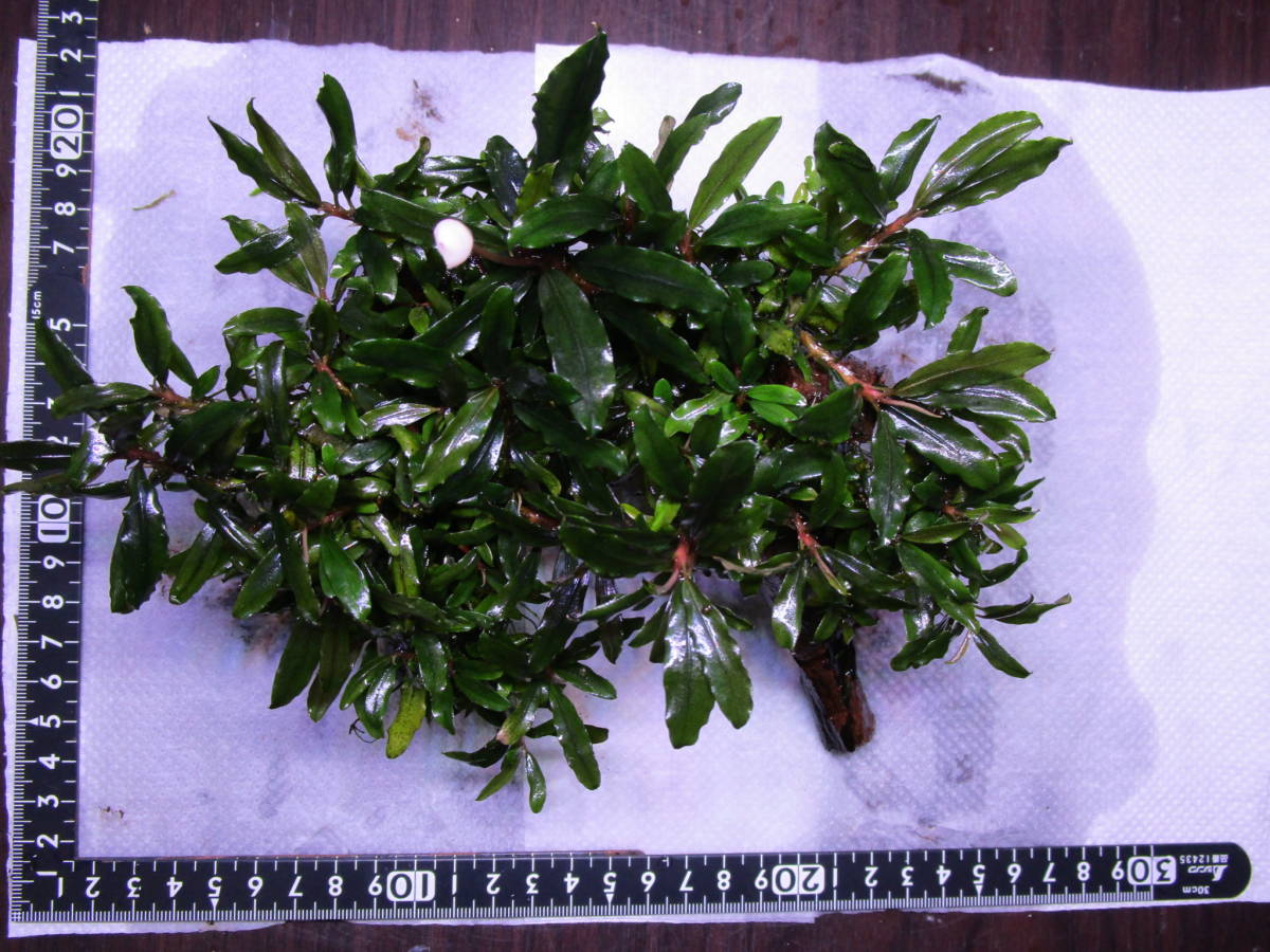 ブセファランドラ 水の草》ブセファランドラspクアラクアヤンtype１ 《水の草 ☆大吉草☆ブセファランドラspシンタンカユラピス sp スケルトンキング 水草 10株 TypeＢ obtusatum 水草屋～極～Blechnum CLOUD 1株 | francii d