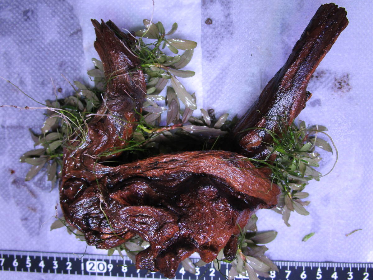 ブセファランドラ 水の草》ブセファランドラspクアラクアヤンtype１ 《水の草 ☆大吉草☆ブセファランドラspシンタンカユラピス sp スケルトンキング 水草 10株 TypeＢ obtusatum 水草屋～極～Blechnum CLOUD 1株 | francii d