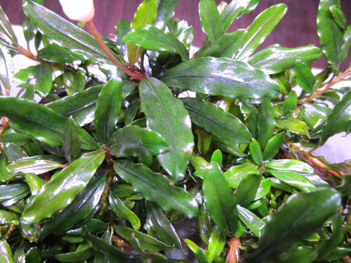 ブセファランドラ 水の草》ブセファランドラspクアラクアヤンtype１ 《水の草 ☆大吉草☆ブセファランドラspシンタンカユラピス sp スケルトンキング 水草 10株 TypeＢ obtusatum 水草屋～極～Blechnum CLOUD 1株 | francii d
