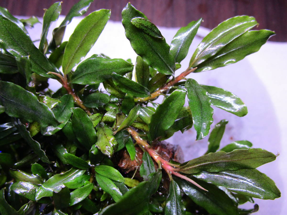 ブセファランドラ 水の草》ブセファランドラspクアラクアヤンtype１ 《水の草 ☆大吉草☆ブセファランドラspシンタンカユラピス sp スケルトンキング 水草 10株 TypeＢ obtusatum 水草屋～極～Blechnum CLOUD 1株 | francii d